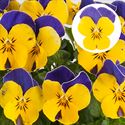 Bild von Viola P9 kleinbloemig Yellow bleu jump up